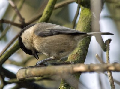 Willow tit