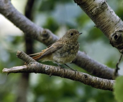 redstart2.jpg