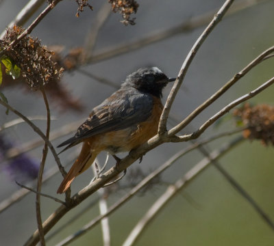 redstart3.jpg