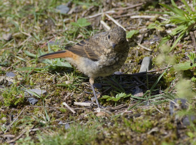 redstart4.jpg