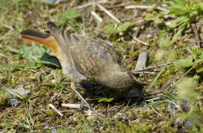 redstart5.jpg