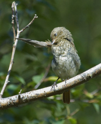 redstart6.jpg