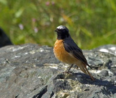 redstart7.jpg
