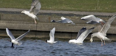 mixed gulls.jpg