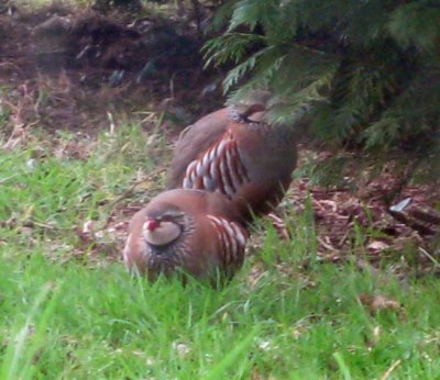 Red Legged Partridge