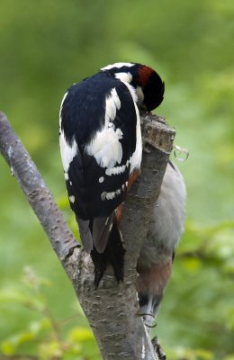 Woodpeckers