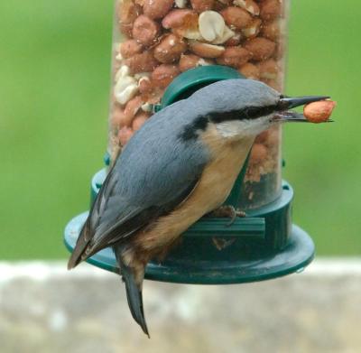 nuthatch