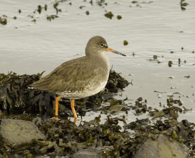 Redshank