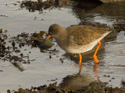 Redshank