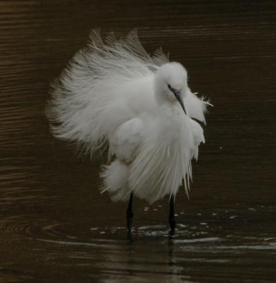 g3/76/594476/3/58605385.egret5.jpg