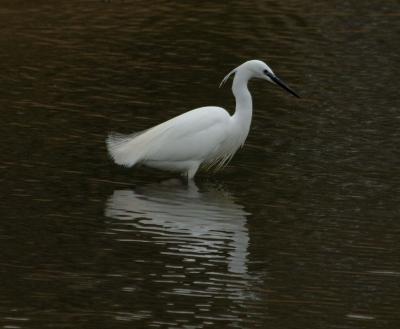 g3/76/594476/3/58605386.egret6.jpg