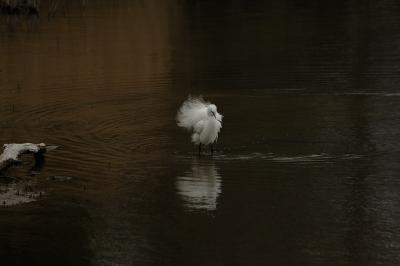 g3/76/594476/3/58605387.egret7.jpg