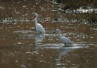 g3/76/594476/3/58944230.egret11.jpg