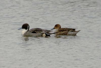 Pintail male left female right