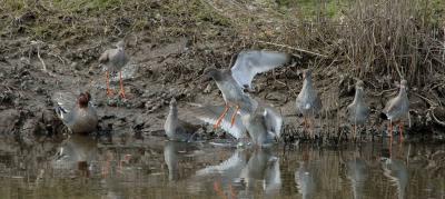 Redshank and Teal