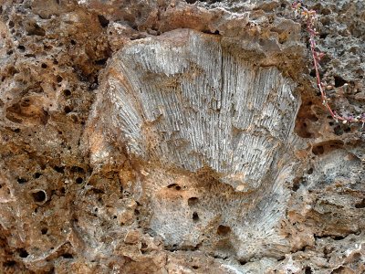 Fossils in the rocks