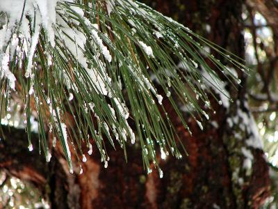  Snow on Needles