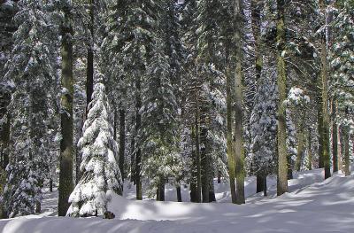  Snowy Trees
