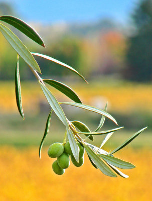 Olives in the Vineyard*