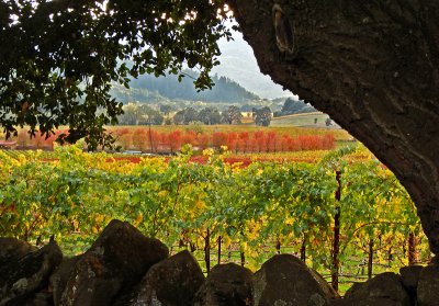 Vineyard through the Oaks*