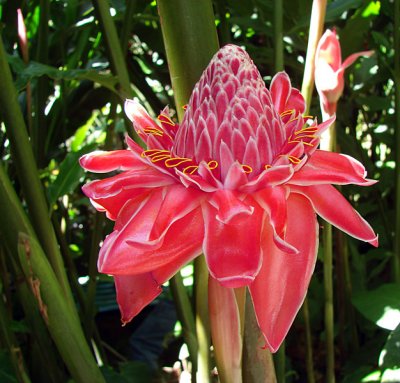 Tulip Torch Ginger