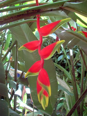 Hanging Heliconia
