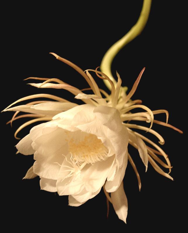 nightBloomCereus