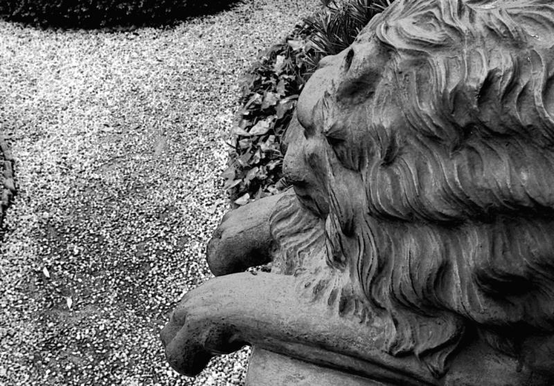 lionCRW_2673_RT8watBWcr.jpg