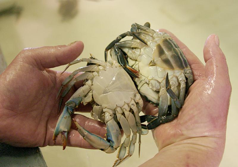 CRW_3298_RT8c.jpg