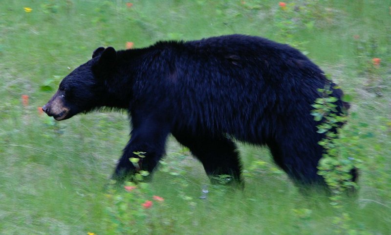 Black bear #5