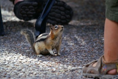 Golden Mantled Ground Squirrel at Moraine Lake