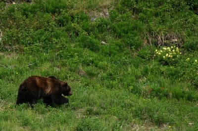 Grizzly bear on Whitehorn Mountain #1