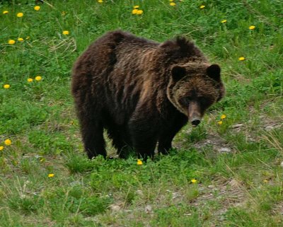 Grizzly bear on Whitehorn Mountain #3
