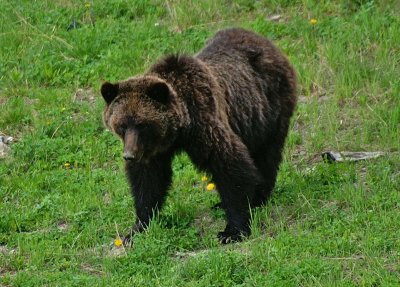 Grizzly bear on Whitehorn Mountain #4