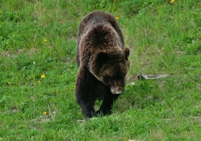 Grizzly bear on Whitehorn Mountain #5