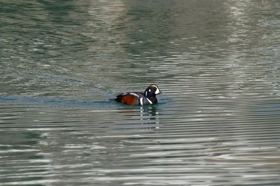Harlequin Duck on Bow Lake #1