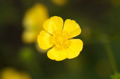 Small Yellow Flower #1