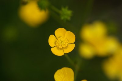 Small Yellow Flowers #2