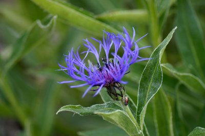 Small Blue Flower #1