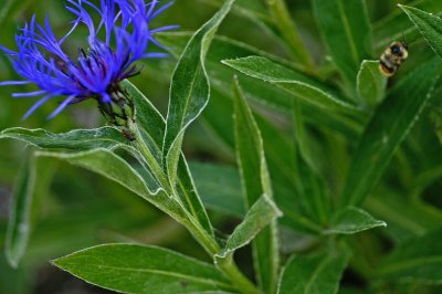 Small Blue Flower #2