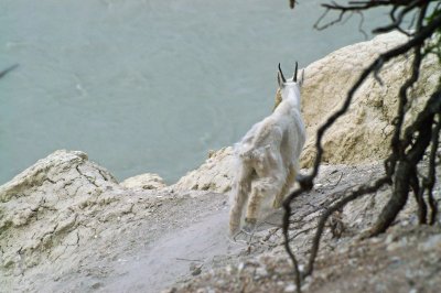 Mountain goat  above the Athabasca River