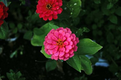 Unidentified Pink Flowers