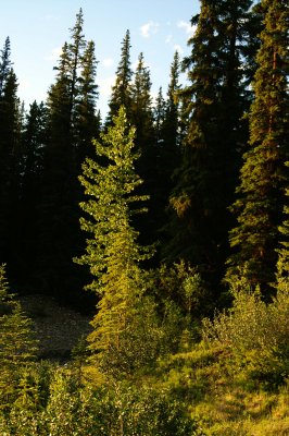 Forest near Medicine Lake Area