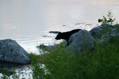 Black bear at Medicine Lake taking a drink #1