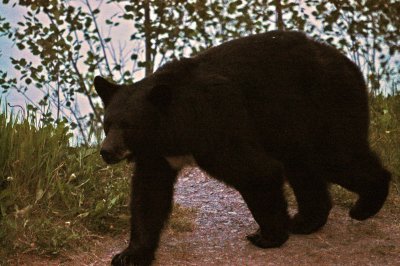 Black bear at Medicine Lake #3