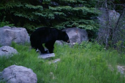 Black bear at Medicine Lake #5