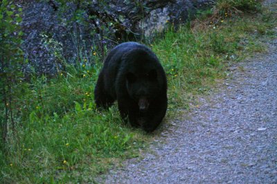 The Second black bear at Medicine Lake #1