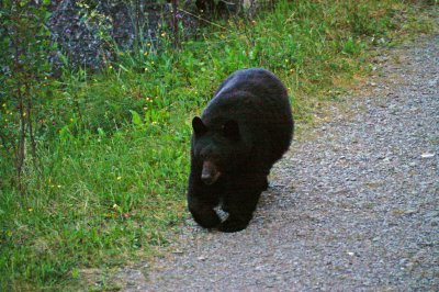 The Second black bear at Medicine Lake #2