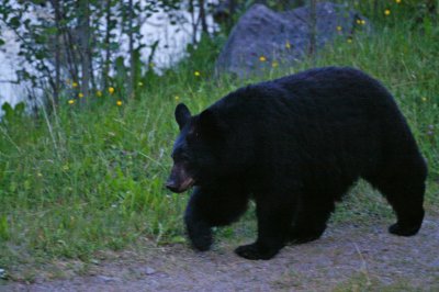 The Second black bear at Medicine Lake #3