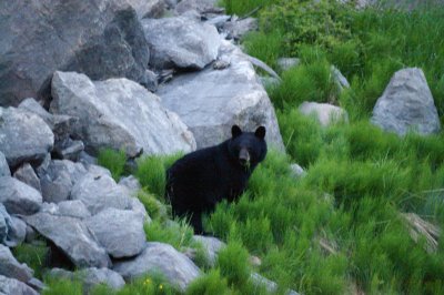 The Second black bear at Medicine Lake #4